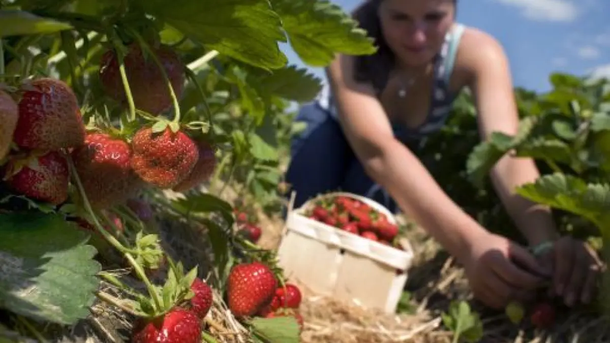 Erdbeeren werden von einer jungen Frau am Donnerstag (17.06.2010) auf einer Freiland-Plantage eines Erdbeer-Hofes in Laatzen-Gleidingen (Region Hannover) geerntet. Drei Kilo Erdbeeren nascht jeder Deutsche durchschnittlich im Jahr. Etwa 150 000 Tonnen der süßen Frucht ernten die Bauern jährlich in Deutschland, ein Großteil davon kommt von niedersächsischen Feldern. Zwischen Ems und Elbe bauten Landwirte nach Angaben des niedersächsischen Landvolks im vergangenen Jahr auf mehr als 3000 Hektar Erdbeeren an. Das entspricht einem Viertel der bundesweiten Anbaufläche. Foto: Michael Löwa dpa/lni (zu lni 'Niedersachsen ist das deutsche Erdbeerland' vom 18.06.2010) +++(c) dpa - Bildfunk+++