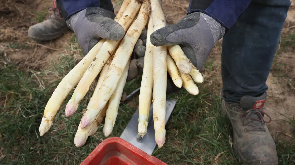 ARCHIV - 09.04.2021, Bayern, Grettstadt: Norbert Reinhart hält auf hält auf seinem Spargelfeld frisch gestochenen Spargel. (zu dpa: «Wetter macht den Spargel in Bayern rar - und teuer» und «Kälte sorgt für teuren Spargel») Foto: Karl-Josef Hildenbrand/dpa +++ dpa-Bildfunk +++