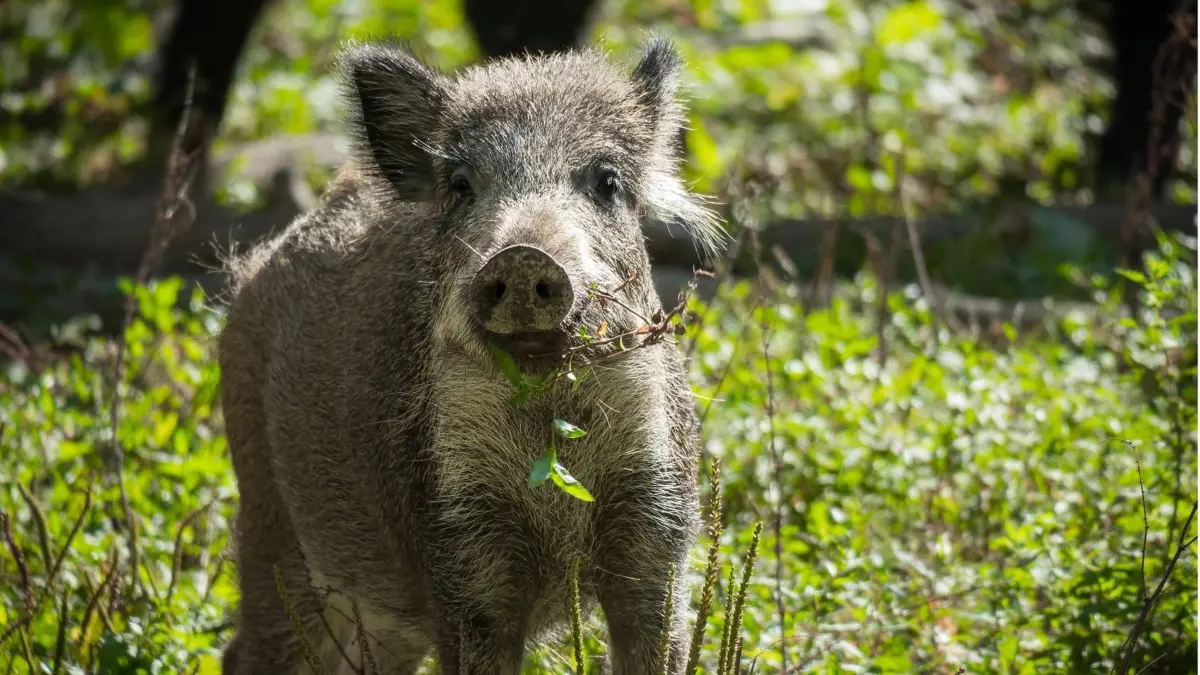 Wildschwein