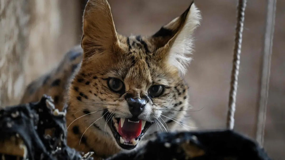 A serval roars in its enclosure, at the animal shelter of the Saint-Martin-La-Plaine zoological park, central-eastern France on March 7, 2024. (Photo by JEFF PACHOUD / AFP)