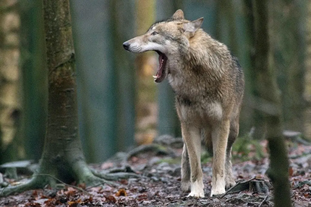 100478681 ARCHIV - 04.01.2018, Sachsen-Anhalt, Thale: Ein Wolf steht im Tierpark Hexentanzplatz in seinem Gehege. Rund ein Jahr nach dem Start des Wolfskompetenzzentrums in Iden in der Altmark ist die Arbeit der Experten gefragt. (zu dpa „Wolfs-Experten des Landes zunehmend gefragt“ vom 07.03.2018) Foto: Klaus-Dietmar Gabbert/dpa-Zentralbild/dpa +++(c) dpa - Bildfunk+++ | Verwendung weltweit