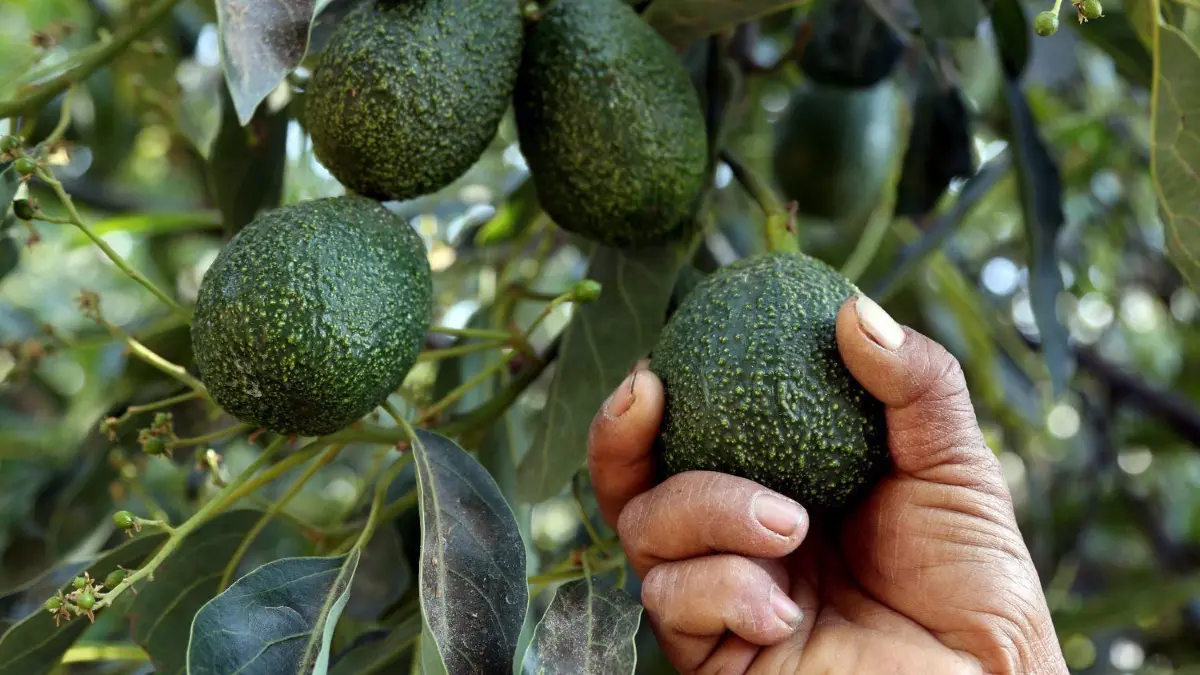 In Chile konkurrieren Avocados mit den Menschen um das wenige Wasser, in Mexiko verdient die Drogenmafia mit.
A farmer works at an avocado plantation in El Carmen ranch in the community of Tochimilco, Puebla State, Mexico, on April 5, 2019. - US President Donald Trump landed in California Friday to view newly built fencing on the Mexican border, even as he retreated from a threat to shut the frontier over what he says is an out-of-control influx of migrants and drugs. (Photo by Jose CASTANARES / AFP)