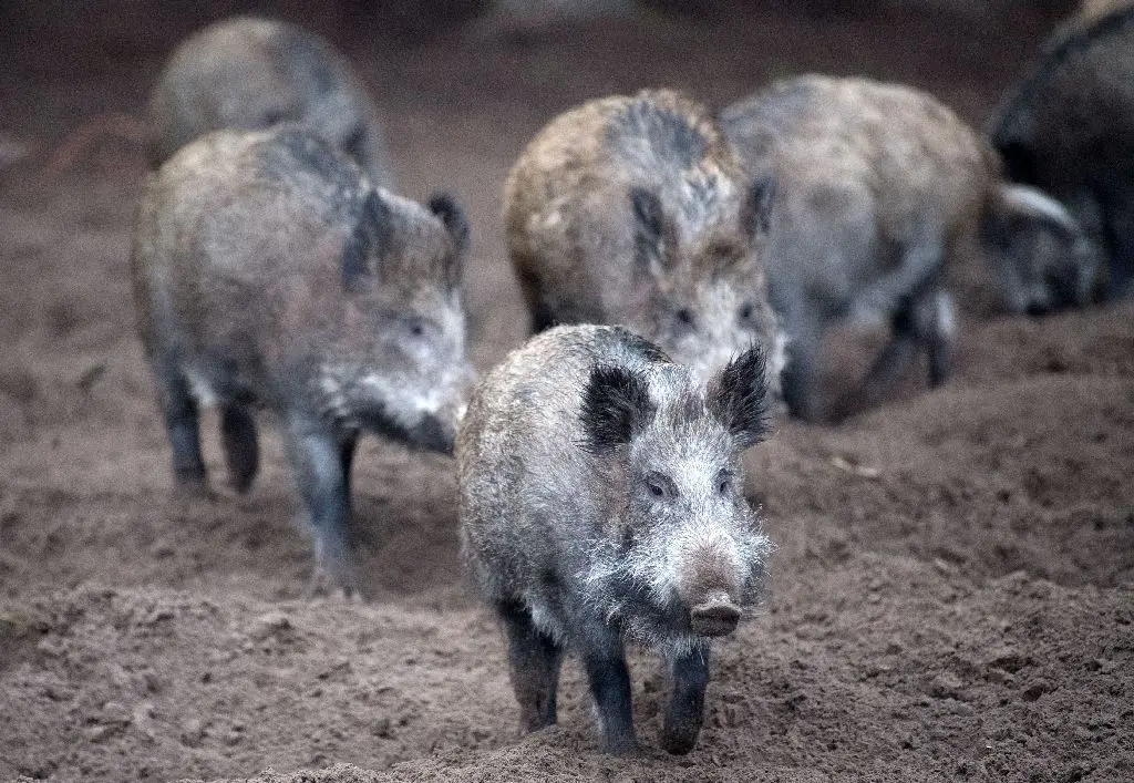 Wildschweine
