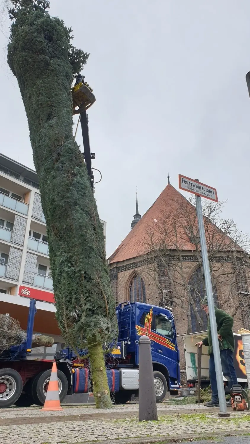 Eine Nordmanntanne vom Werderaner Tannenhof fürs Weihnachtsfest in der Brandenburger Neustadt.