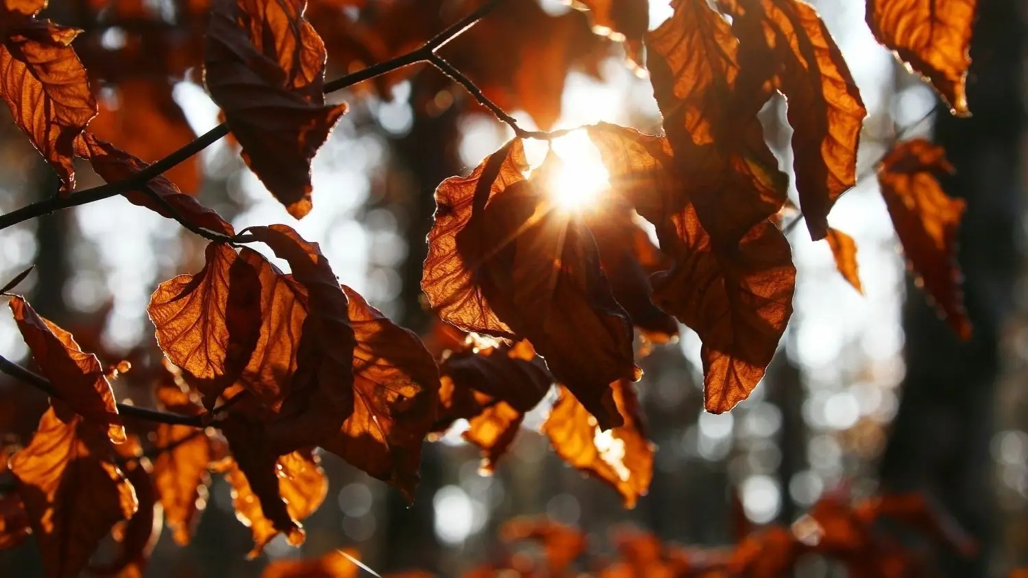 Herbstferien Sachsen-Anhalt 2023: Termin und Tipps für die nächsten