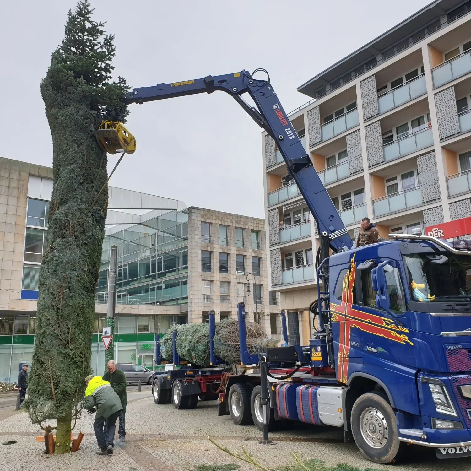 Eine Nordmanntanne vom Werderaner Tannenhof fürs Weihnachtsfest in der Brandenburger Neustadt.