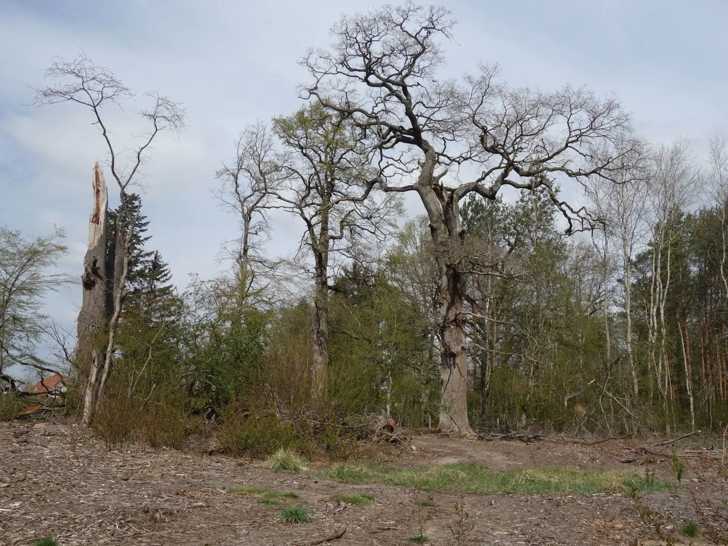 Sieht nicht so aus, ist aber Wald in der Nähe der Nauener Waldsiedlung. Viele Bewohner der Siedlung sind mit dem Baumschwund vor der Tür nicht glücklich.