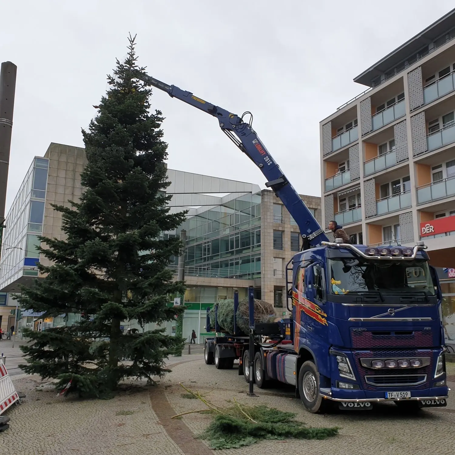 Eine Nordmanntanne vom Werderaner Tannenhof fürs Weihnachtsfest in der Brandenburger Neustadt.