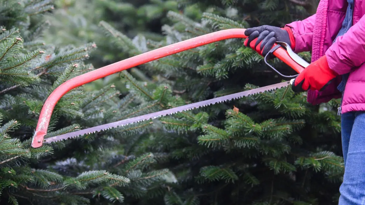 Den Weihnachtsbaum selber schlagen: Wo geht das 2021 in Sachsen?
25.11.2021, Sachsen, Bad Gottleuba-Berggießhübel: Eine Mitarbeiterin eines Weihnachtsbaumhandels steht mit einer Säge auf einer Plantage inmitten von Nordmanntannen. Die sächsischen Weihnachtsbaumhändler sehen sich gut für die Adventszeit gerüstet. Foto: Robert Michael/dpa-Zentralbild/dpa +++ dpa-Bildfunk +++