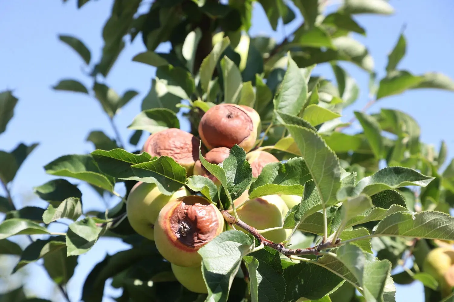 Äpfel mit „Sonnenbrand“ hängen im August 2022 – an einem Baum der Fahner Obstbau GmbH. Braune Flecken auf der Schale, verbranntes Fruchtfleisch darunter – hiesige Apfelsorten kommen mit Temperaturen an die 40 Grad Celsius nur schlecht zurecht.