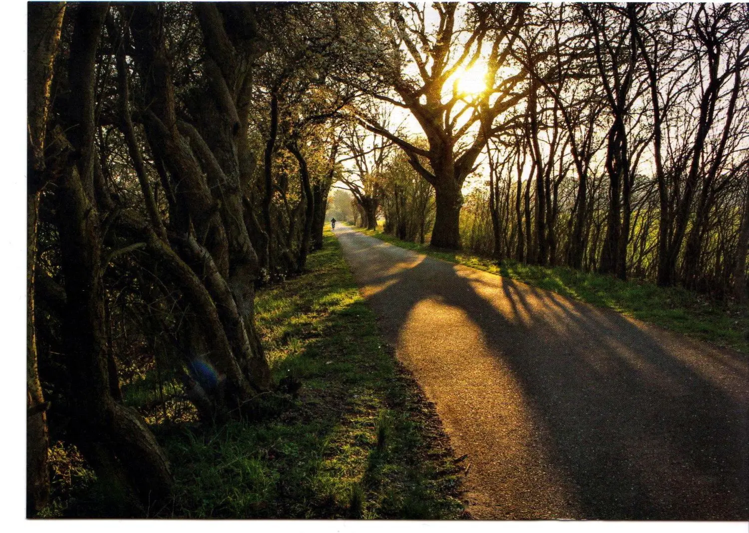 Die Allee zwischen Krangen und Molchow hat Karen Henning fotografiert.