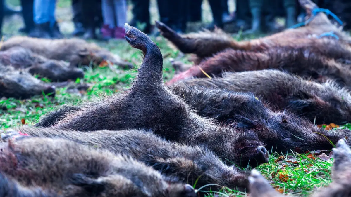 Bewegungsjagden in Brandenburg auf Wildscheine: Die gefährdete ASP-Zone ist umzäumt. Damit sollen fortan die Wildschweine auch per Bewegungsjagd aus der Weißen Zone entfernt werden.
ARCHIV - 23.01.2018, Mecklenburg-Vorpommern, Glaisin: Über vierzig Wildschweine sind in der Nähe von Glaisin nach einer Treibjagd als Strecke ausgelegt. (Zu dpa «Bauern und Jäger fordern Maßnahmenpaket im Kampf gegen Schweinepest») Foto: Jens Büttner/dpa-Zentralbild/dpa +++ dpa-Bildfunk +++