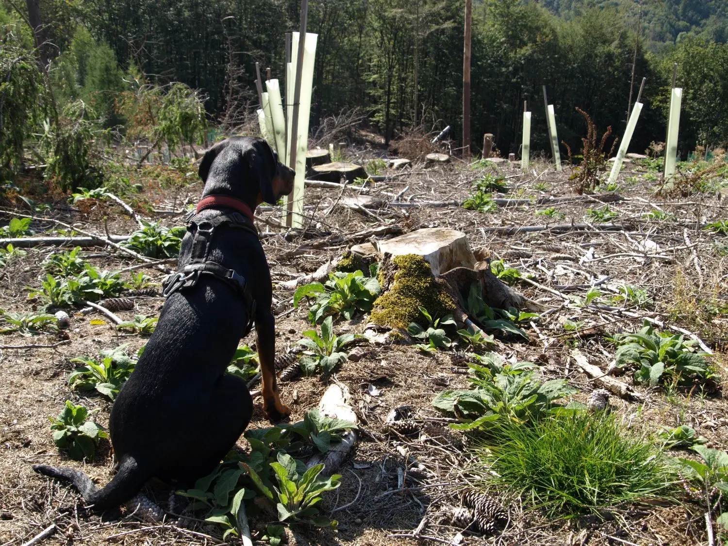 Der Hund von Revierförster Robin Doennges vor einer Fläche im Stadtforst Hagen, in der Orkan Kyrill großen Schaden angerichtet hat. Dort werden jetzt andere Baumarten gepflanzt.