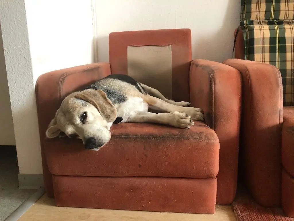Entspannung pur: Hund Aaron ist bereits zwölf Jahre alt und geht trotzdem zwei Mal täglich mit seinem Herrchen spazieren.