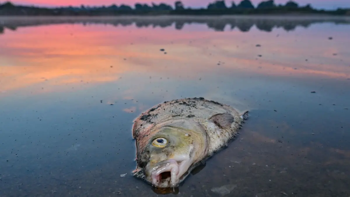 Fischsterben: Ein toter Blei liegt an einem Tag im August 2022 am frühen Morgen im flachen Wasser der Grenzoder. In jenen Tagen schwammen tonnenweise Kadaver in der Oder.
ARCHIV - 18.08.2022, Brandenburg, Lebus: Ein toter Blei liegt am frühen Morgen im flachen Wasser vom deutsch-polnischen Grenzfluss Oder. Seit mehren Tagen beschäftigt das massive Fischsterben im Fluss Oder die Behörden und Anwohner des Flusses in Deutschland und Polen. Foto: Patrick Pleul/dpa +++ dpa-Bildfunk +++