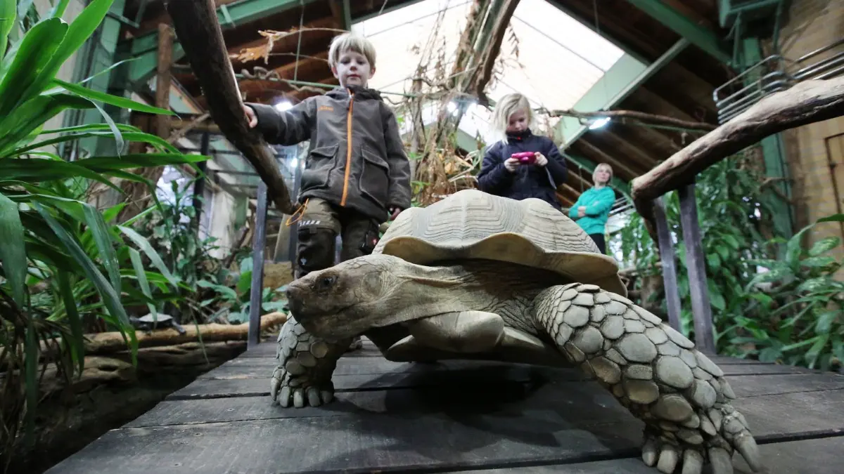 Das Urwaldhaus im Zoo soll 2024 ein neues Dach erhalten.
Urwaldhaus Eberswalde am 3.1.2017