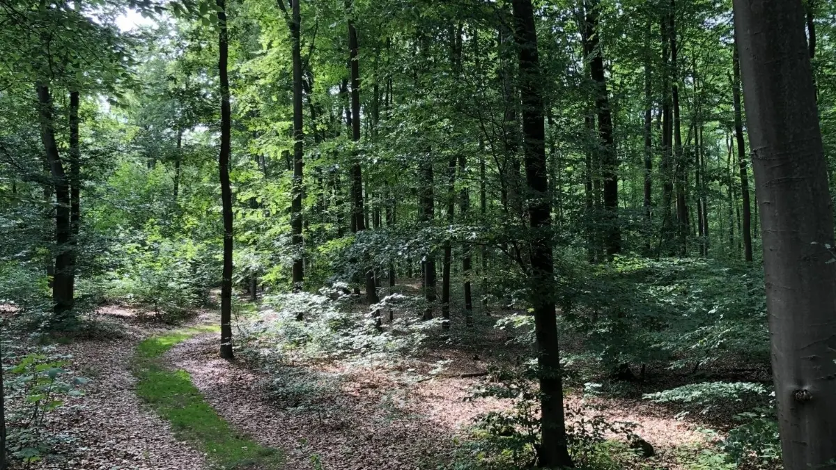 Naturnaher Friedhof im Wald: Im lichtdurchfluteten Buchenwald in Summt sind schon 1400 Menschen beigesetzt worden.
Naturnaher Friedhof im Wald: im lichtdurchfluteten Buchenwald in Summt sind schon 1400 Menschen beigestezt worden.