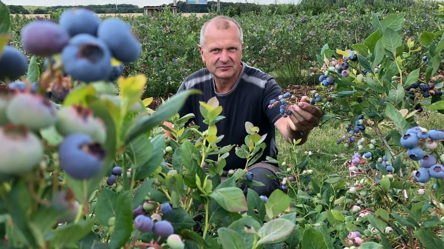 Hatte kein gutes Jahr: Roland Bläsche als Produktionsleiter bei der Heidelbeer-Ernte. Durch Hagel und Frost fielen teilweise bis zu 65 Prozent der Ernte aus.