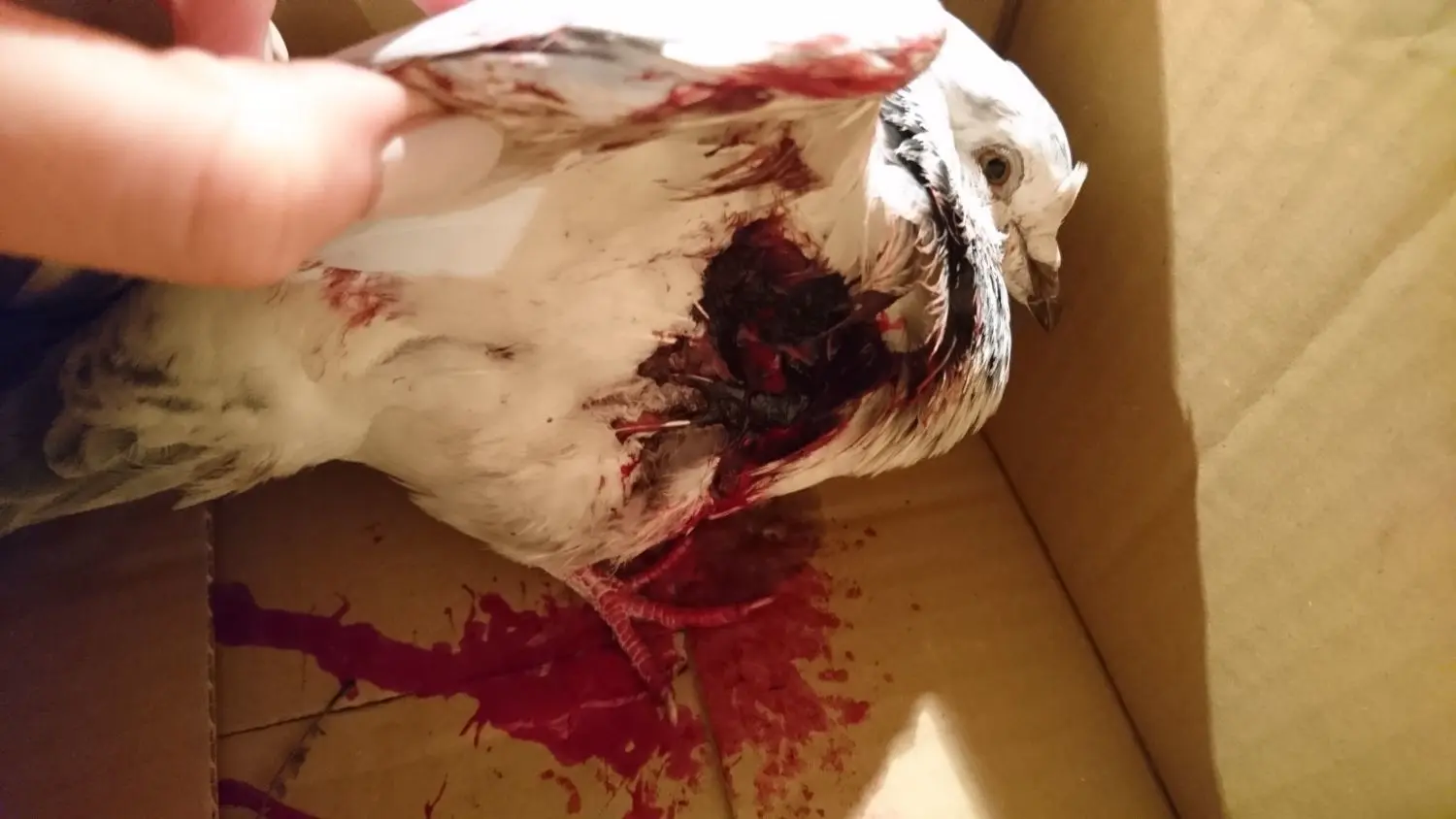 Mit Loch im Brustkorb: Diese verletzte Taube hat im Tierheim an der Vogelsänger Chaussee überlebt.