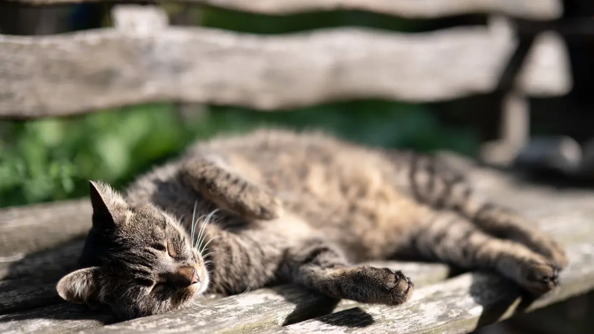 Streuner: In Fürstenwalde und Umgebung gibt es viele herrenlose Katzen. Im Katzenheim werden die Tiere kastriert und weiter vermittelt.
21.08.2021, Hessen, Frankfurt/Main: Eine Katze sonnt sich auf einer Holzbank. Foto: Sebastian Gollnow/dpa +++ dpa-Bildfunk +++