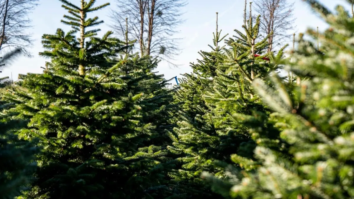 Weihnachtsbaum-Saison beginnt: An den Adventswochenenden kann im Landkreis Barnim an einigen Orten der Tannenbaum fürs heimische Wohnzimmer selbst gefällt werden. (Symbolbild)
09.11.2021, Nordrhein-Westfalen, Bad Sassendorf: Zum Start der Weihnachtsbaumsaison stehen auf dem Hof des Familienbetriebs Hendrik Sauer mehrere Nordmann-Tannen zur Fällung bereit. Jeder Dritte in Deutschland verkaufte Weihnachtsbaum kommt aus dem Sauerland, das eins der größten Anbaugebiete in Europa ist. Foto: David Inderlied/dpa +++ dpa-Bildfunk +++