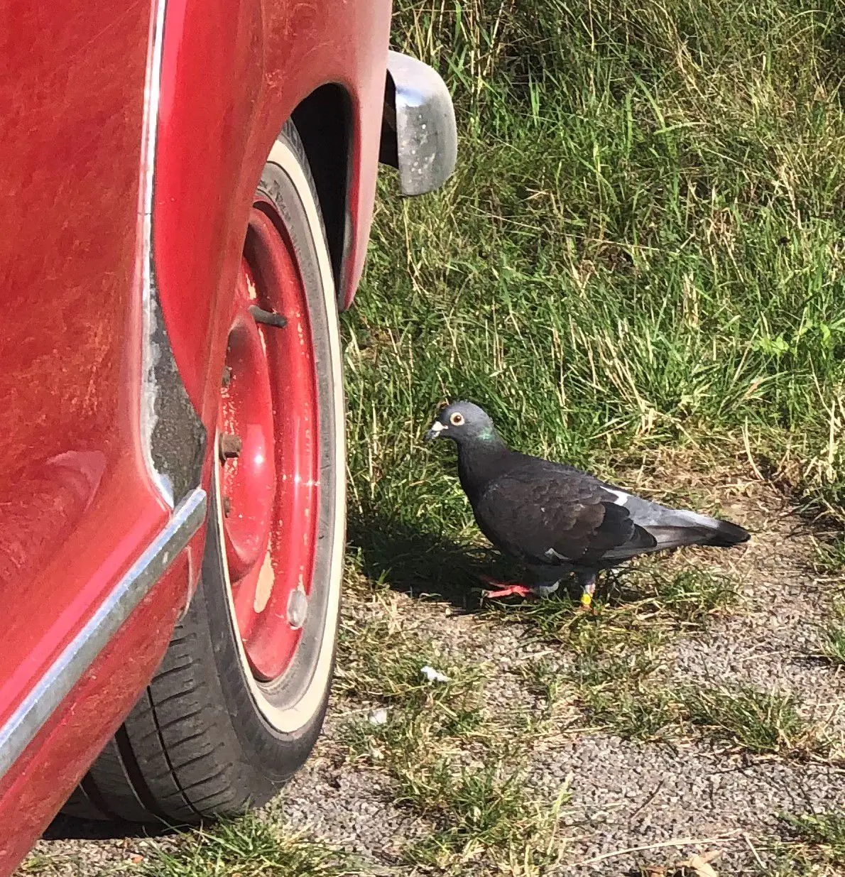 Gefiederter Besuch: Ein Brieftaube freundete sich mit den Urlaubern an.