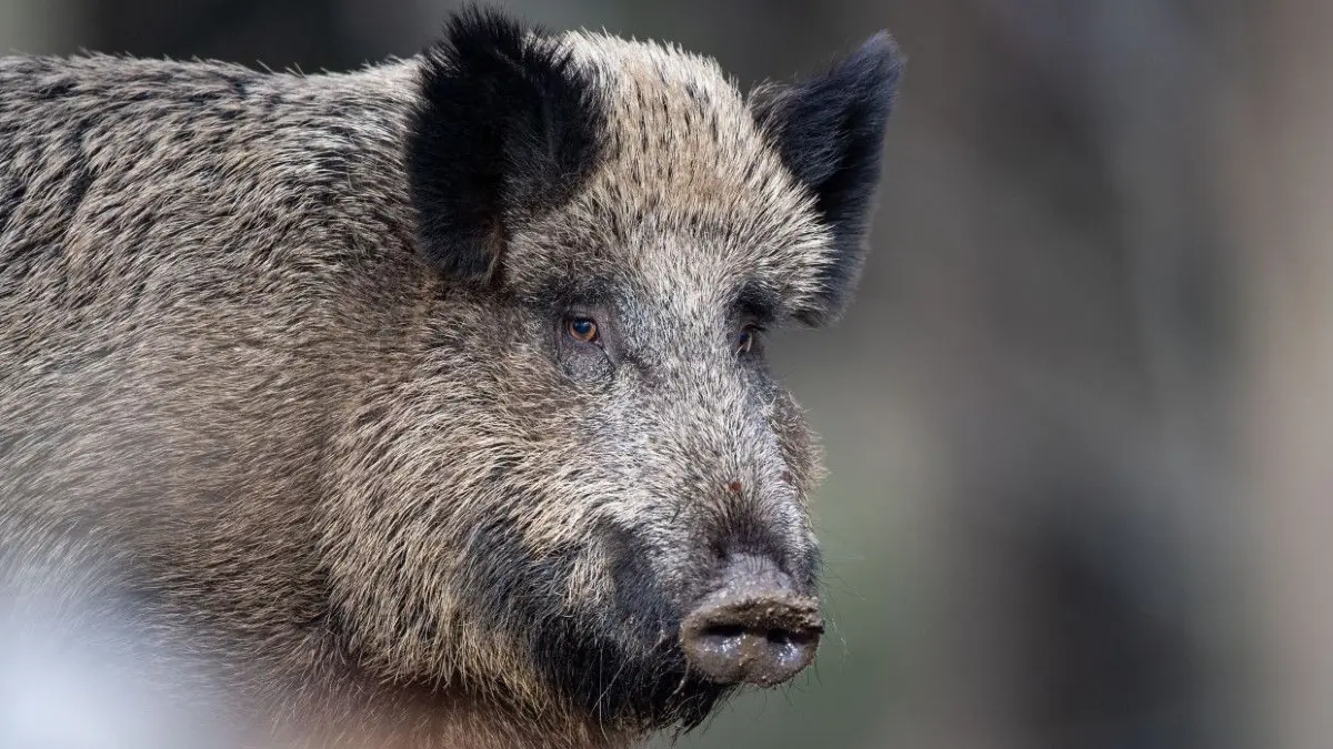 In Frankfurt (Oder) wurden zuletzt regelmäßig Wildschweine gesichtet. Wer auf eine Rotte aufmerksam wird, sollte dies dem Ordnungsamt melden. (Symbolbild)
ARCHIV - 03.03.2019, Bayern, Neuschönau: Ein Wildschwein steht auf einem Plateau im Wald. (Illustration zu "Wildschwein randaliert in Kaufhaus und sorgt für Polizeieinsatz") Foto: Lino Mirgeler/dpa +++ dpa-Bildfunk +++