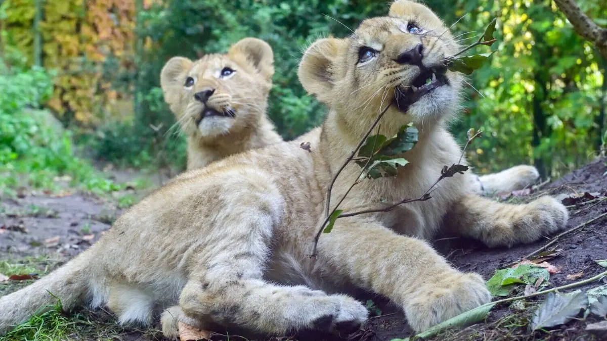 Nicht nur sie allein sind die Stars im Zoo Eberswalde.
19.10.2021, Brandenburg, Eberswalde: Blick durch eine Glasscheibe auf die jungen Löwengeschwister. Seit Anfang September kann der nun schon vier Monate alte Löwennachwuchs von den Besuchern bestaunt werden. Nachdem die Löwin Xenia im vergangenen Jahr ihren Nachwuchs totgebissen hatte, kümmert sie sich jetzt ganz liebevoll um ihre Zwillinge. Das war auch der Grund dafür, dass die Geburt der beiden Kätzchen die ersten drei Monate geheim gehalten wurde. Der Zoo von Eberswalde steuert auf einen neuen Besucherrekord hin. Durchschnittlich zählt der Zoo 300.000 Gäste pro Jahr. Foto: Patrick Pleul/dpa-Zentralbild/ZB - Honorarfrei nur für Bezieher des Dienstes ZB-Funkregio Ost +++ ZB-FUNKREGIO OST +++