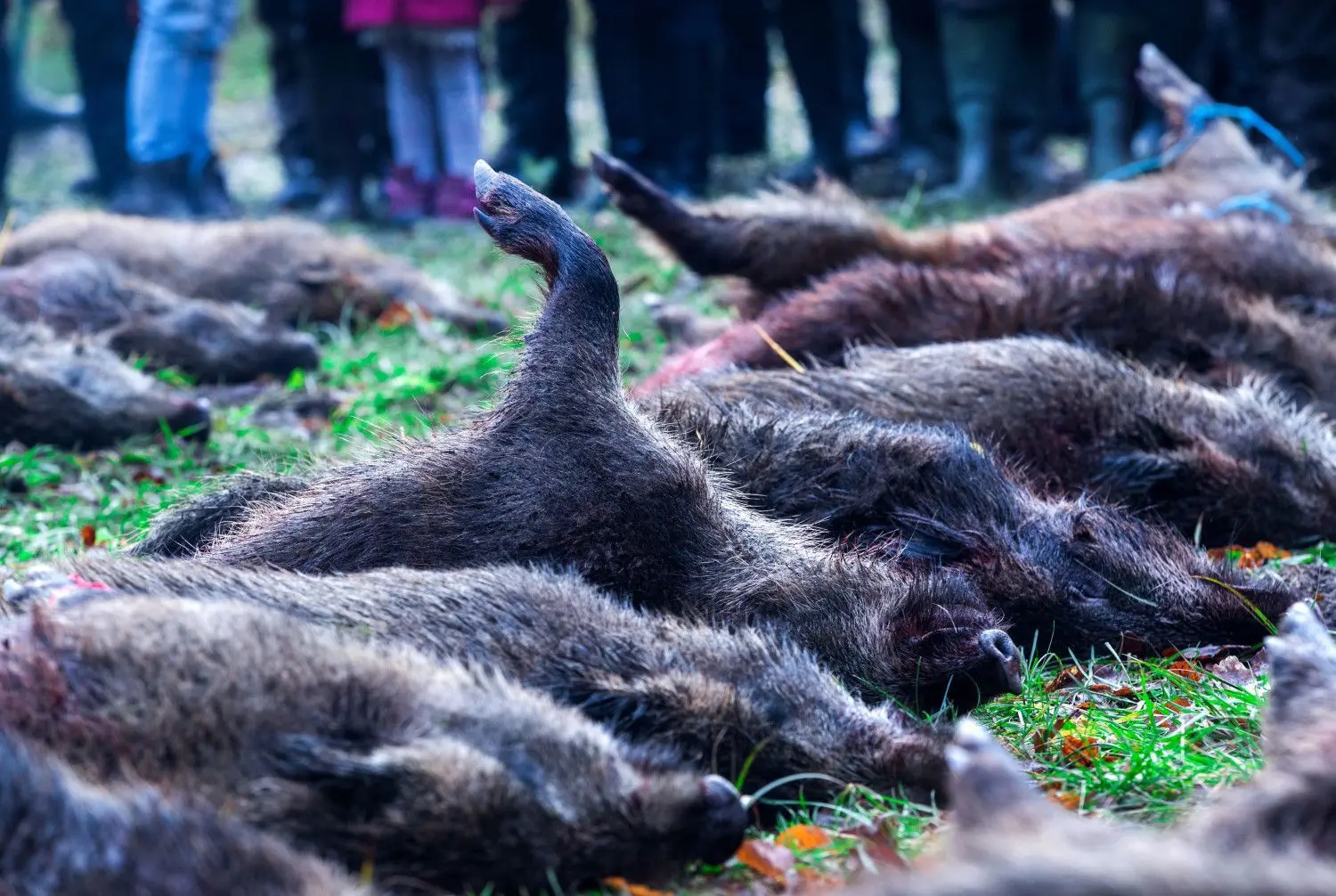 Auch im Landkreis Barnim wird mit Schweinepest-Fällen gerechnet. Jagd auf Wildschweine: Dieses Foto entstand 2018 in Mecklenburg Vorpommern nach einer Jagd.