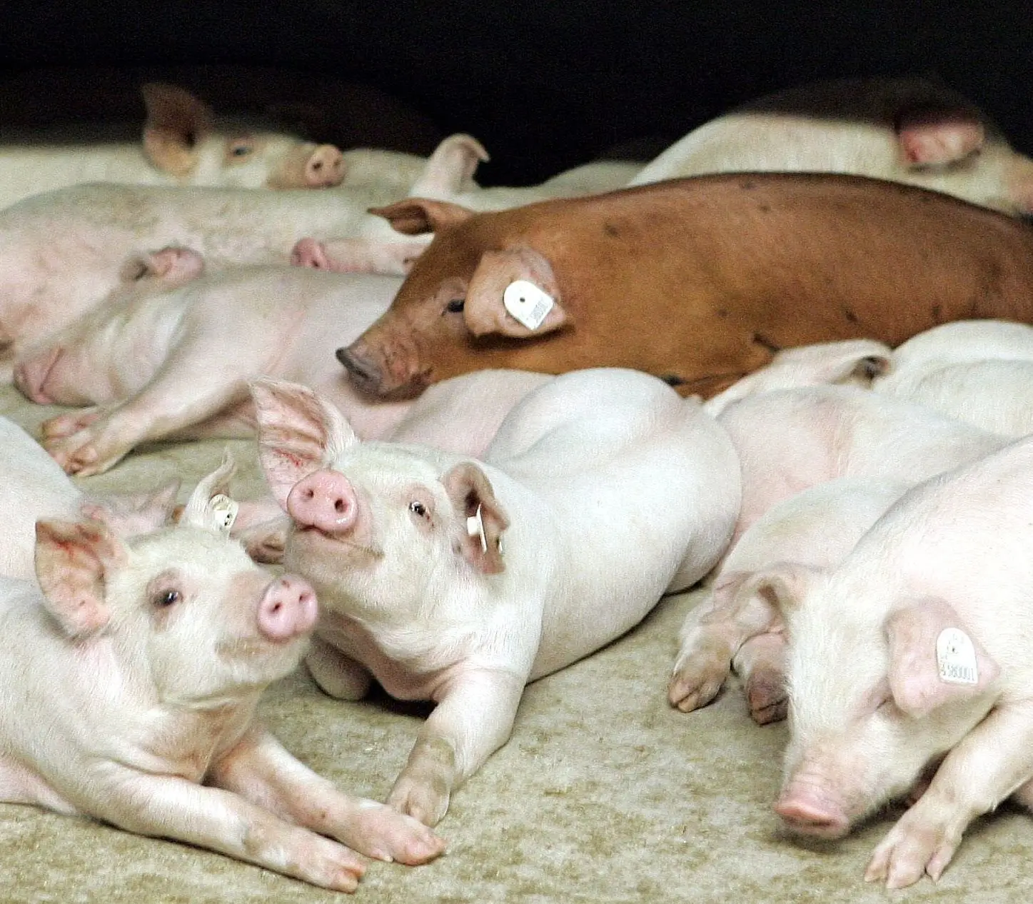 Schweinemastanlage in Wellmitz von der Agrargenossenschaft Neuzelle