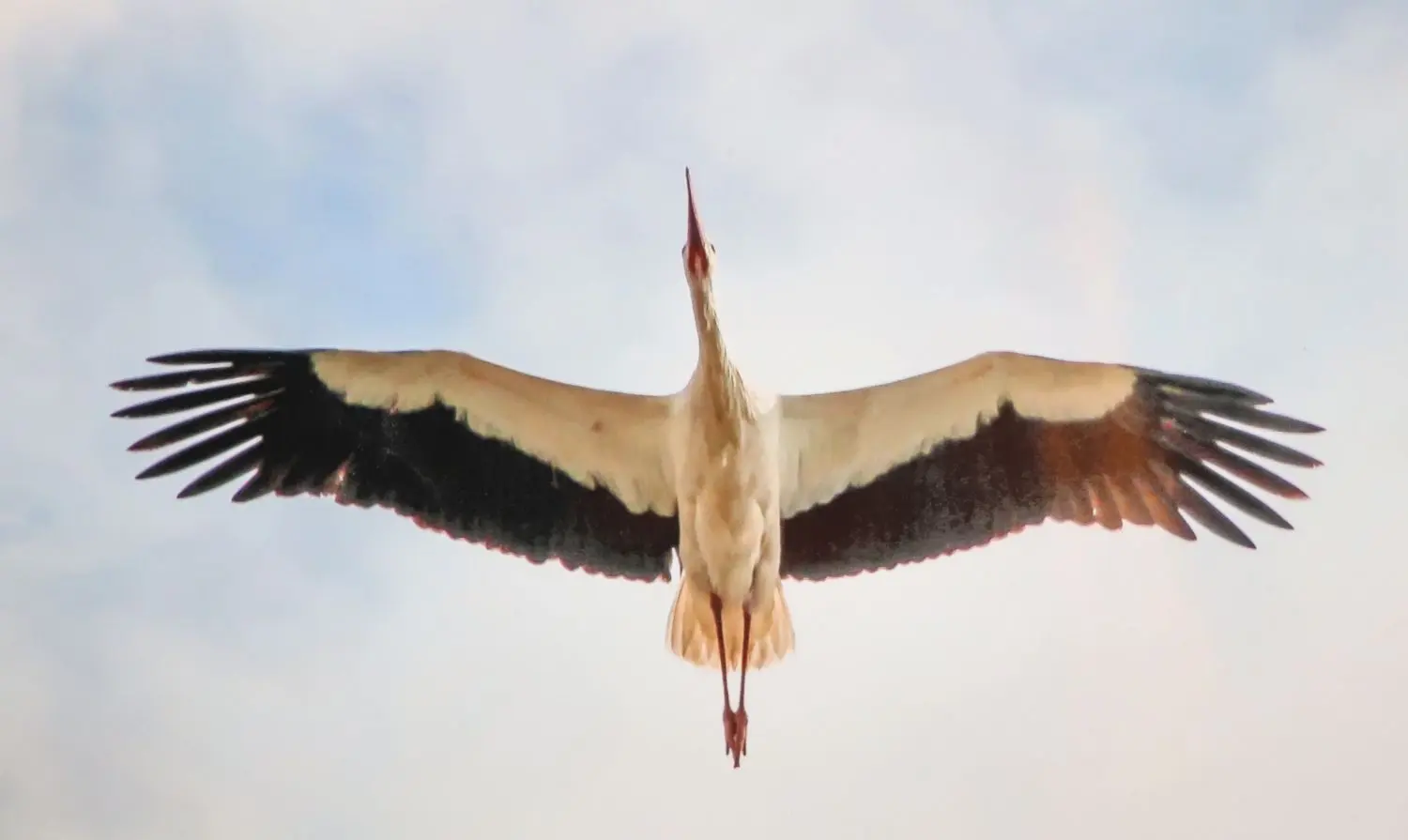 Wird stündlich erwartet: ein Storch bei einem Anflug in der Ernst-Thälmann-Siedlung