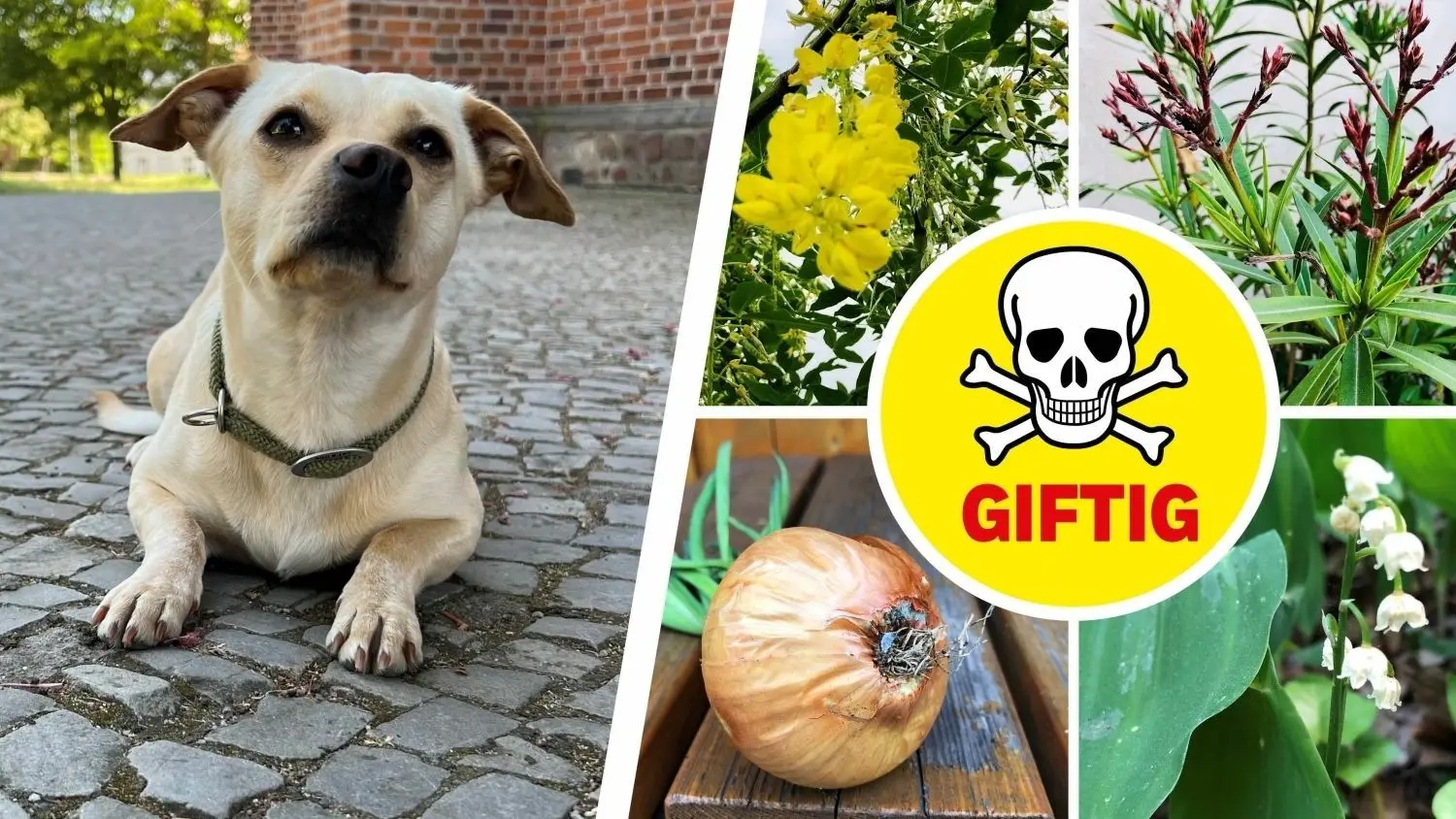 Was Hunde niemals fressen drfen  Lebensgefahr durch Vergiftung | moz.de