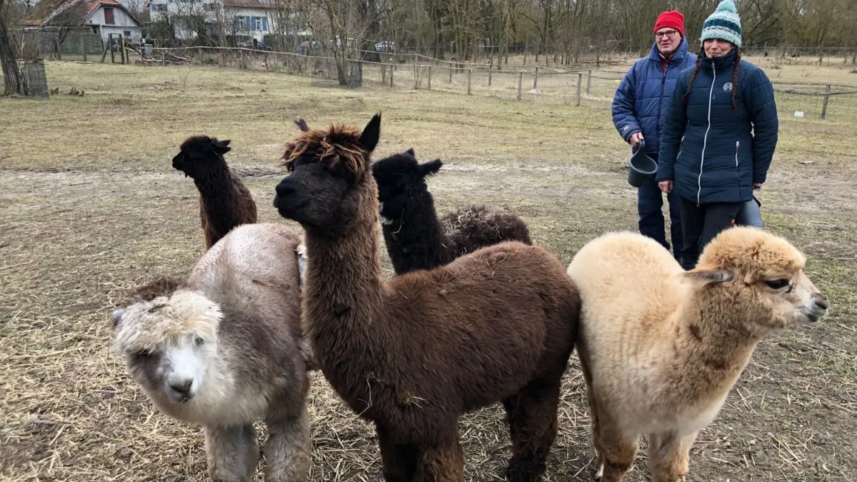 Oliver Hoffmann und Claudia Schulze mit ihren neuen Nachbarn.
Alpaka
Streichelzoo Gut Hobrechtsfelde
Schildipark Panketal
Lucius, Camillo, Flamino, Cusco und Smoke Crusher „Smoky“
Oliver Hoffmann, Claudia Schulze