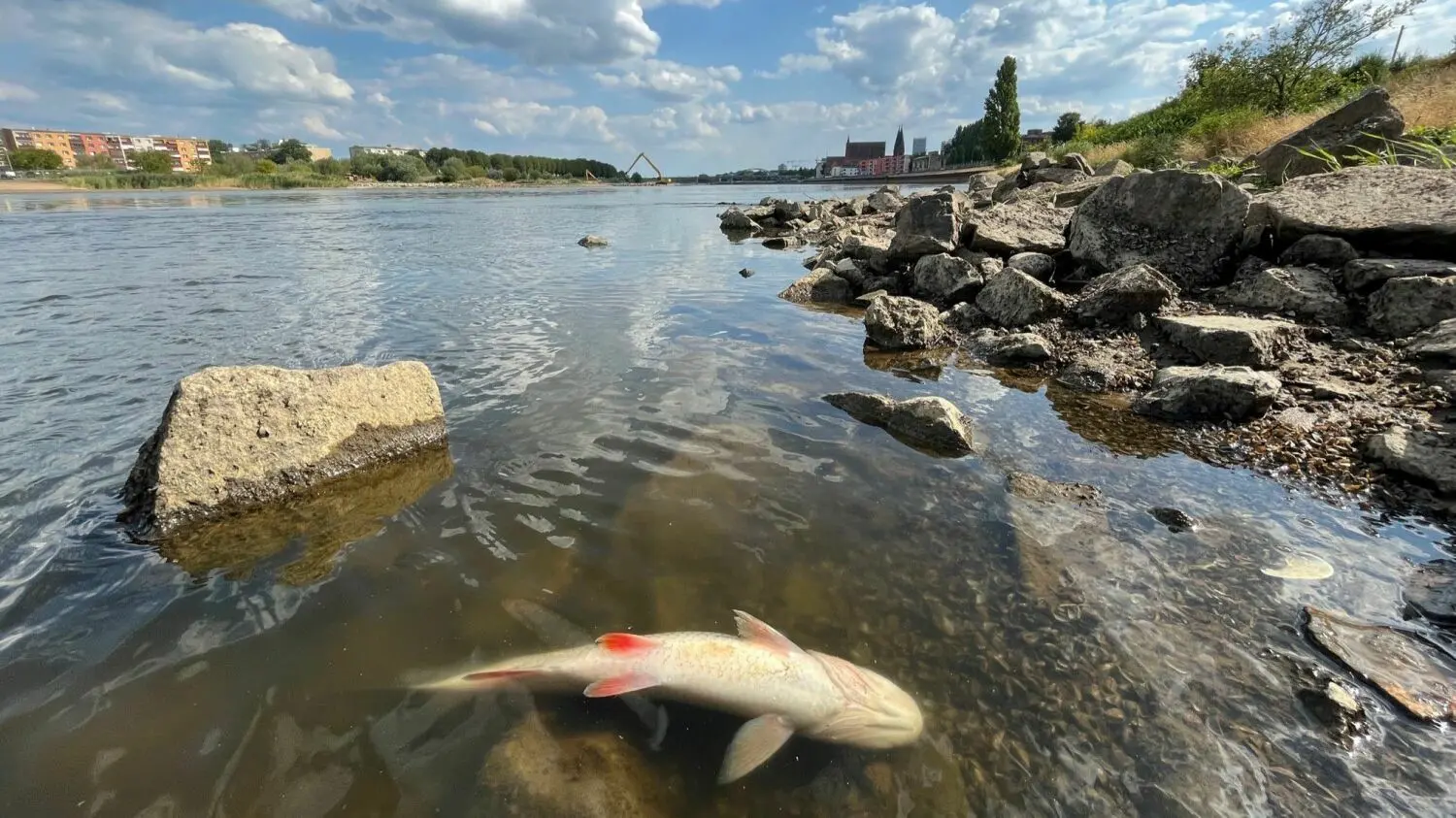 Massives Fischsterben in der Oder: An zahlreichen Stellen des Flusses wurden tote Fische gefunden. Es wurden bereits mehrere Tonnen verendeter Fische geborgen.