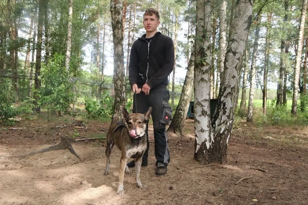 Im Tierheim Ladeburg leben Hunde, Katzen, Vögel, Rinder und Kaninchen. Die Zahl der Vermittlungen ist zuletzt gestiegen. Tierpfleger Sean Pukoll führt Chico aus. Der Akita-Labrador Mischling wurde aufgrund von Zeitmangel abgegeben. Sean Pukoll hat im Tierheim gelernt und vor Kurzem seinen Abschluss gemacht.