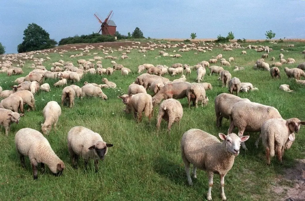 Natur pur: Schafe grasen auf einer Wiese im Naturpark Hoher Fläming.