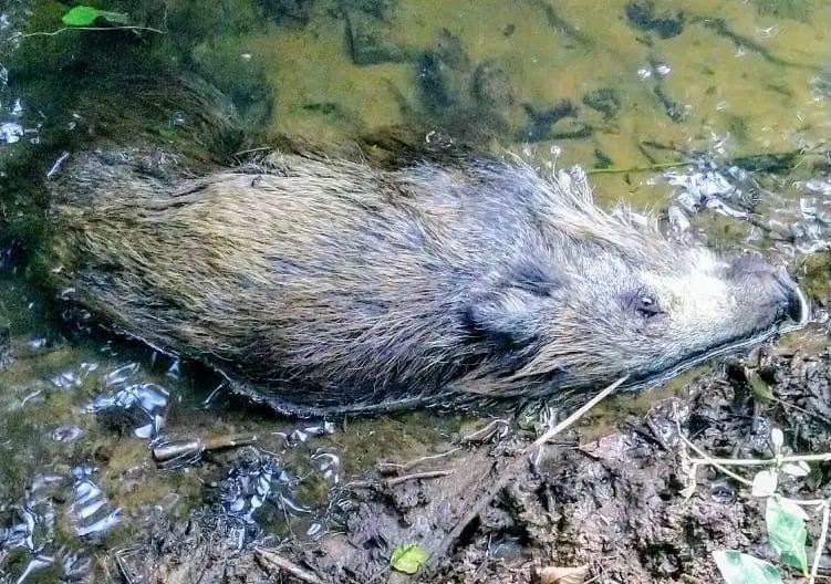 Fundort Neuzelle: Dieses tote Wildschweine lag hinter einem Gartenzaun.