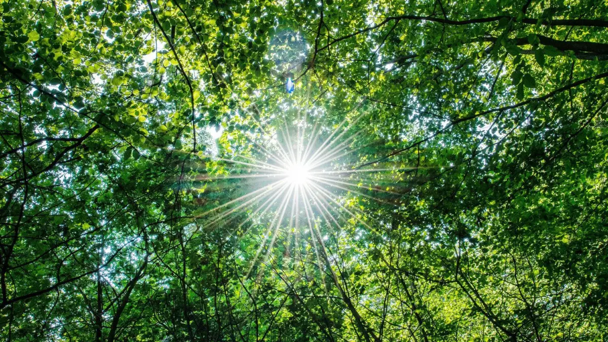 Sonnenstrahlen im Buchenhain: Diese Baumart hat mit 15,4 Prozent den zweitgrößten Anteil im Stadtwald von Eberswalde. Baumart Nummer 1 ist und bleibt mit 54,6 Prozent die Kiefer. Das Foto ist unverkennbar ein Sommer-Schnappschuss.
ARCHIV - 22.07.2018, Nordrhein-Westfalen, Warendorf - Einen: Die Sonne scheint in einem Wald durch die Blätter von Buchen. Nordrhein-Westfalens Landwirtschaftsministerin S. Gorißen (CDU) stellt am 01.12.2022 in Düsseldorf den neuen Bericht zum Zustand der nordrhein-westfälischen Wälder vor. (zu dpa: «Landwirtschaftsministerin präsentiert Lagebericht zum Wald») Foto: Guido Kirchner/dpa +++ dpa-Bildfunk +++