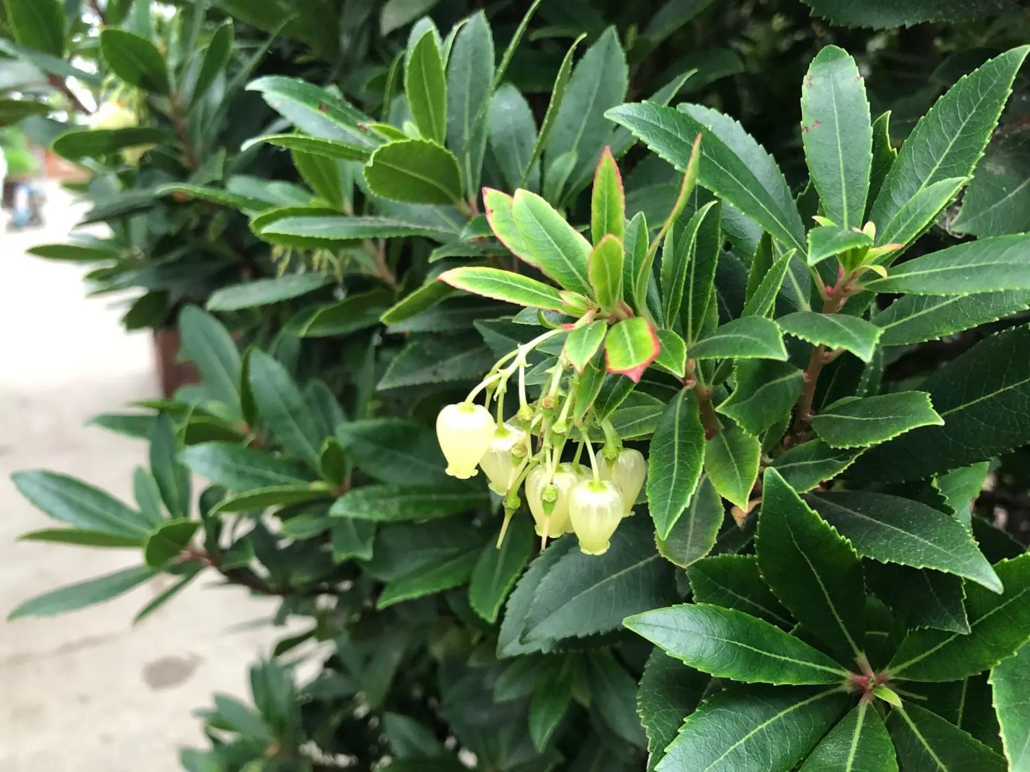 Die Blüten des Erdbeerbaums
