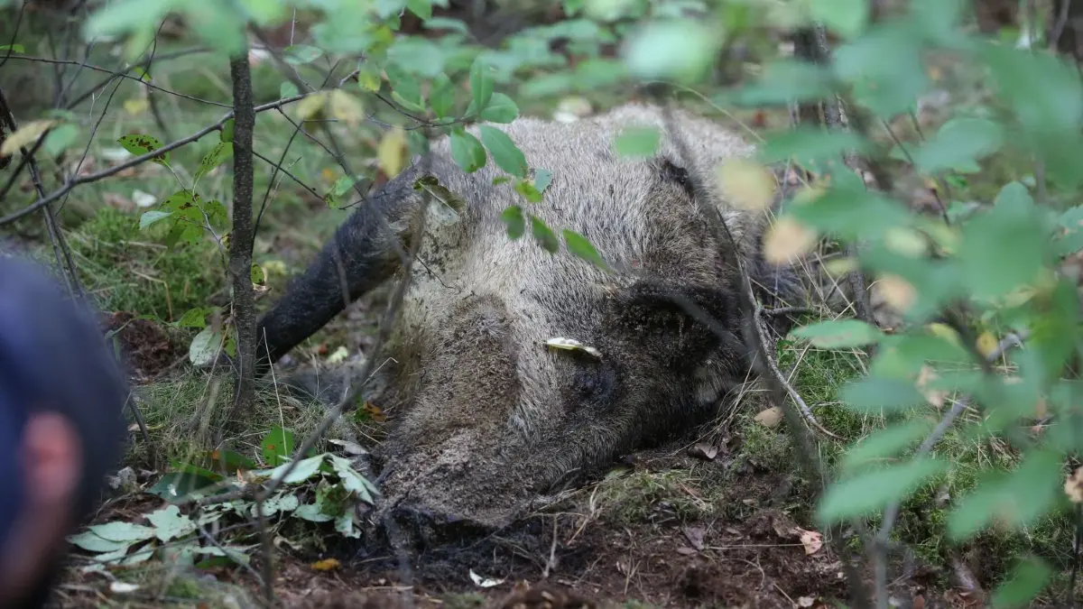 Ein vermutlich an ASP verendetes Wildschwein, gefunden im August 2021 bei Lunow im Landkreis Barnim.
Vermutlich an ASP verendetes Wildschwein in einem Wald südlich von Lunow am 18.08.2021