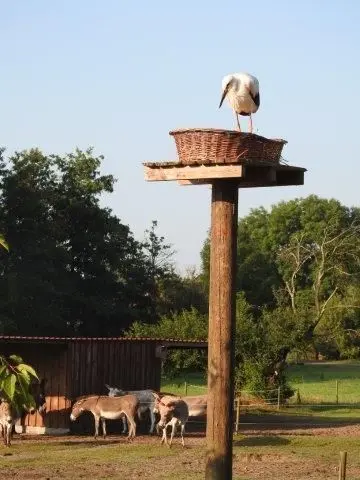 Das ist Storch Ludwig, der im Frühjahr aus dem Horst in Trebitz fiel und in Baitz aufgepäppelt wurde.