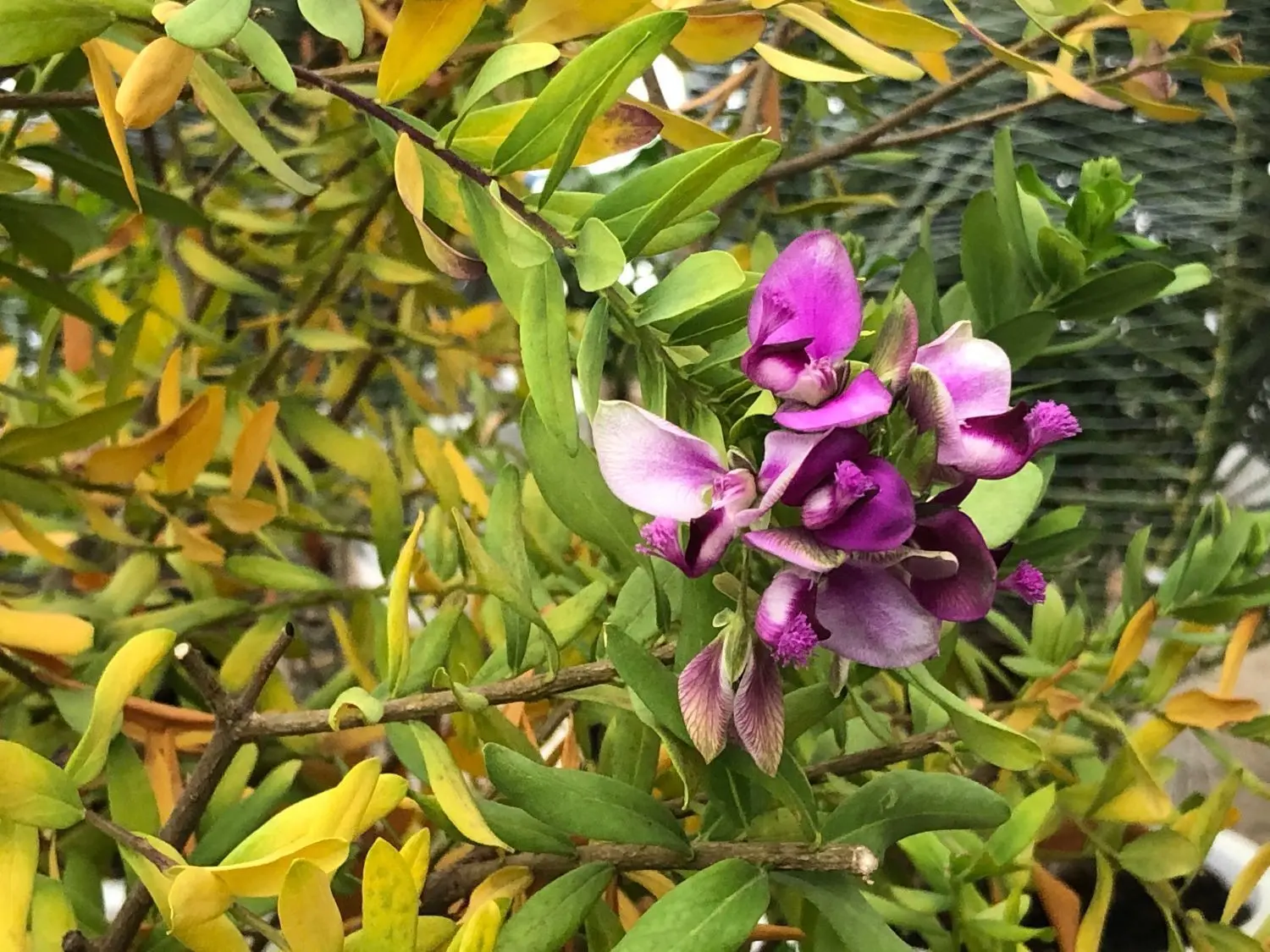 Ein Farbtupfer