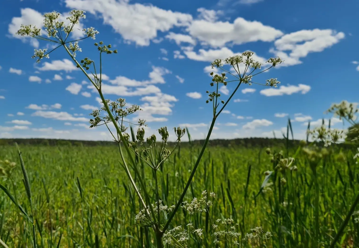 Ein malerischer Mai kann Himmel und Blüten verschmelzen lassen.
