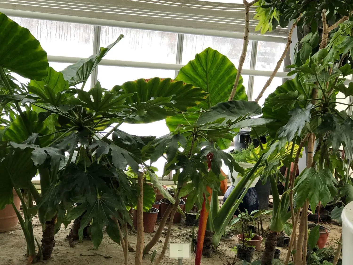Exotische Pflanzen im Winterschlaf