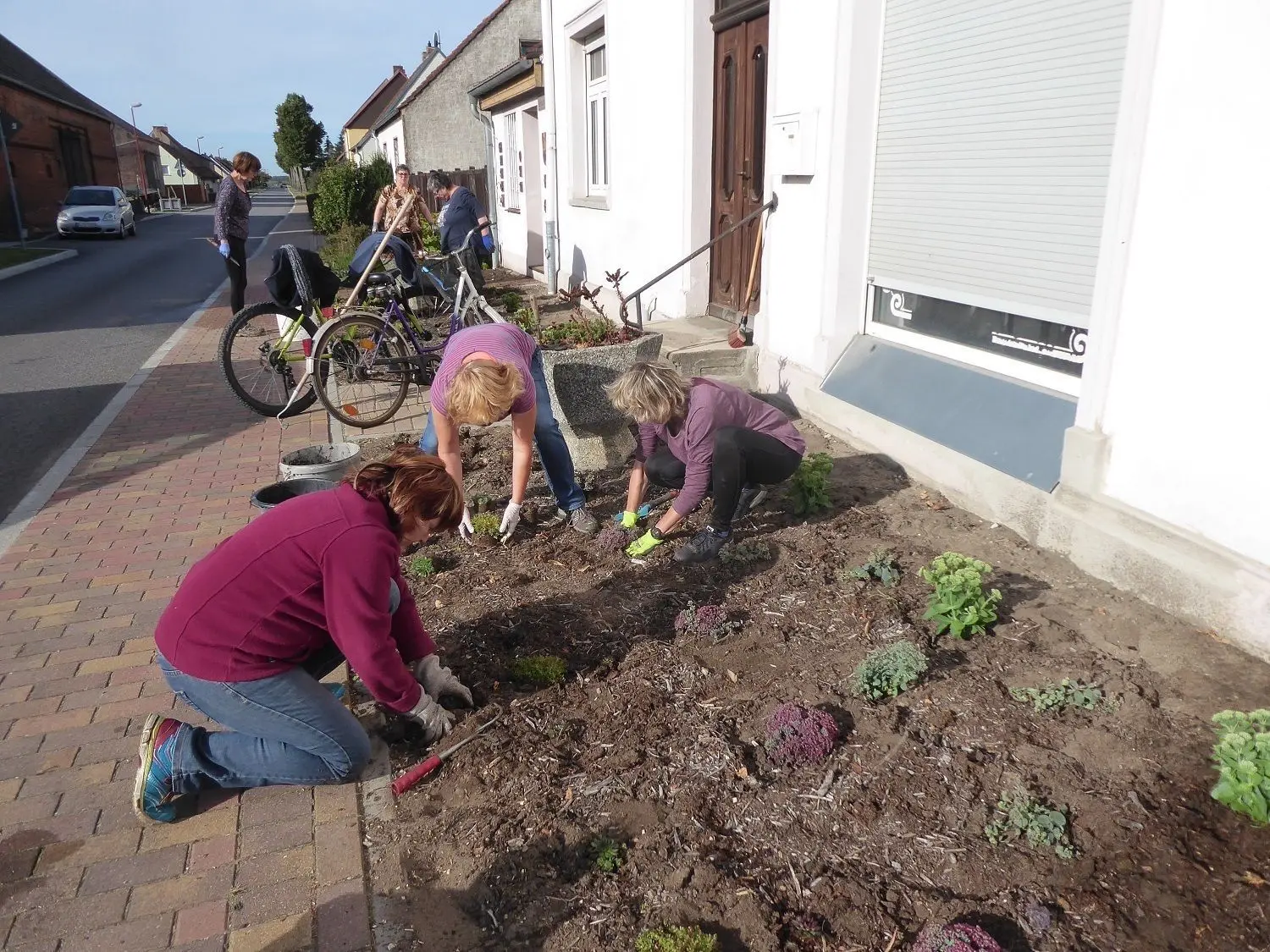Mit vollem Körpereinsatz wurden verschiedene Arten Fette Henne und Hauswurz in die Erde gebracht.