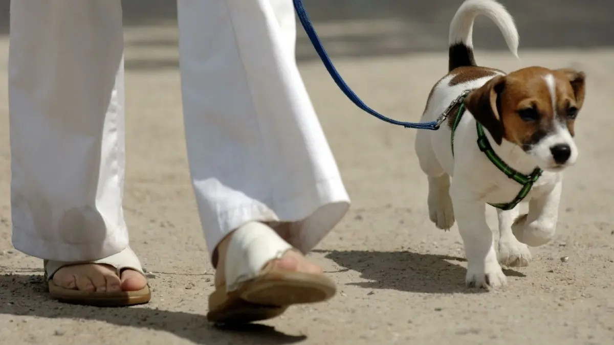 Hundehalter in Böhmenkirch müssen in Zukunft tiefer in die Tasche greifen.
leinenzwang, angeleint hundeleine,Der Jack-Russel-Terrier "Jo" geht am 22.06.2005 in Hamburg neben seinem Frauchen an der Leine. Nach einer Hundeattacke auf ein zweijähriges Kind steht in München (Oberbayern) ein genereller Leinenzwang für Hunde zur Debatte. Foto: Maurizio Gambarini dpa/lby (zu dpa-red 0609 vom 17.07.2012) +++(c) dpa - Bildfunk+++