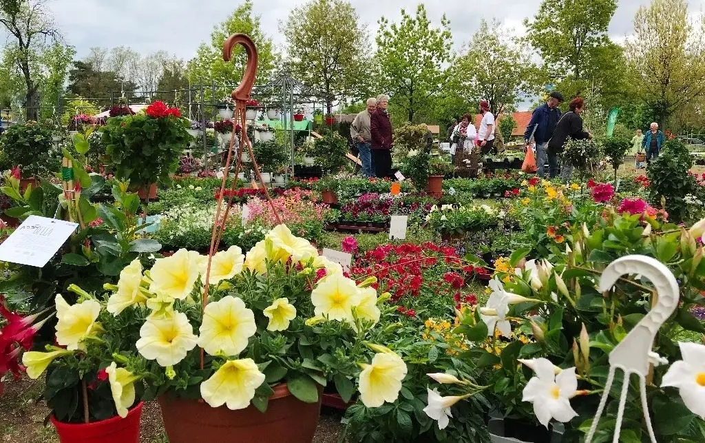 Blumen und Pflanzen, so weit das Auge reicht: Nur in der Mittagszeit hat man auf der Müllroser Festwiese kurz Gelegenheit dazu, mehr Pflanzen als Besucher aufs Foto zu bekommen.