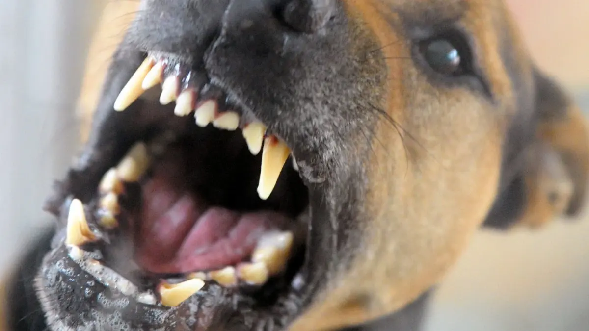 In Schwarzenbach an der Saale kam es zu einem dramatischen Vorfall zwischen einem Badegast und einem Hund. (Symbolbild)
ARCHIV - 11.08.2010, Berlin: ILLUSTRATION - Ein Hund bellt und fletscht die Zähne. In Schleswig-Holstein sind mehr Attacken von Hunden registriert worden. Das hat auch mit einer Gesetzesänderung zu tun. (zu dpa «Neue Gesetzeslage ändert Statistik für Hundebisse») Foto: Soeren Stache/dpa-Zentralbild/dpa +++ dpa-Bildfunk +++