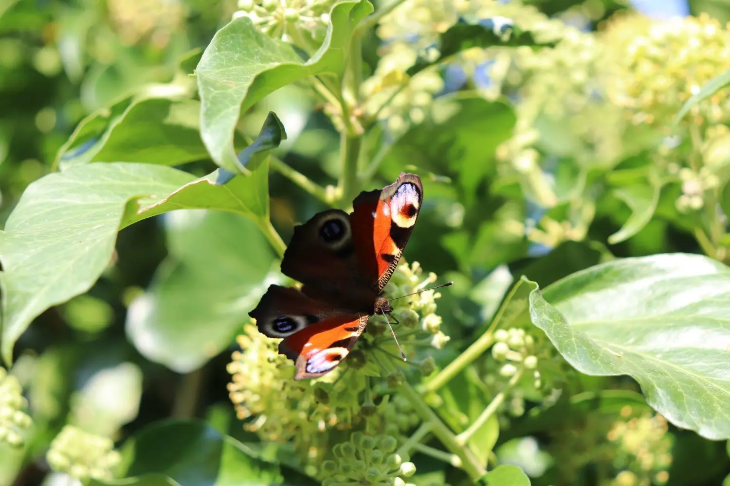 Nektar lockt: Der blühende Efeu ist mit seinem betörenden Duft für viele Insekten ein Landeplatz, der Tagpfauenauge gehört dazu.