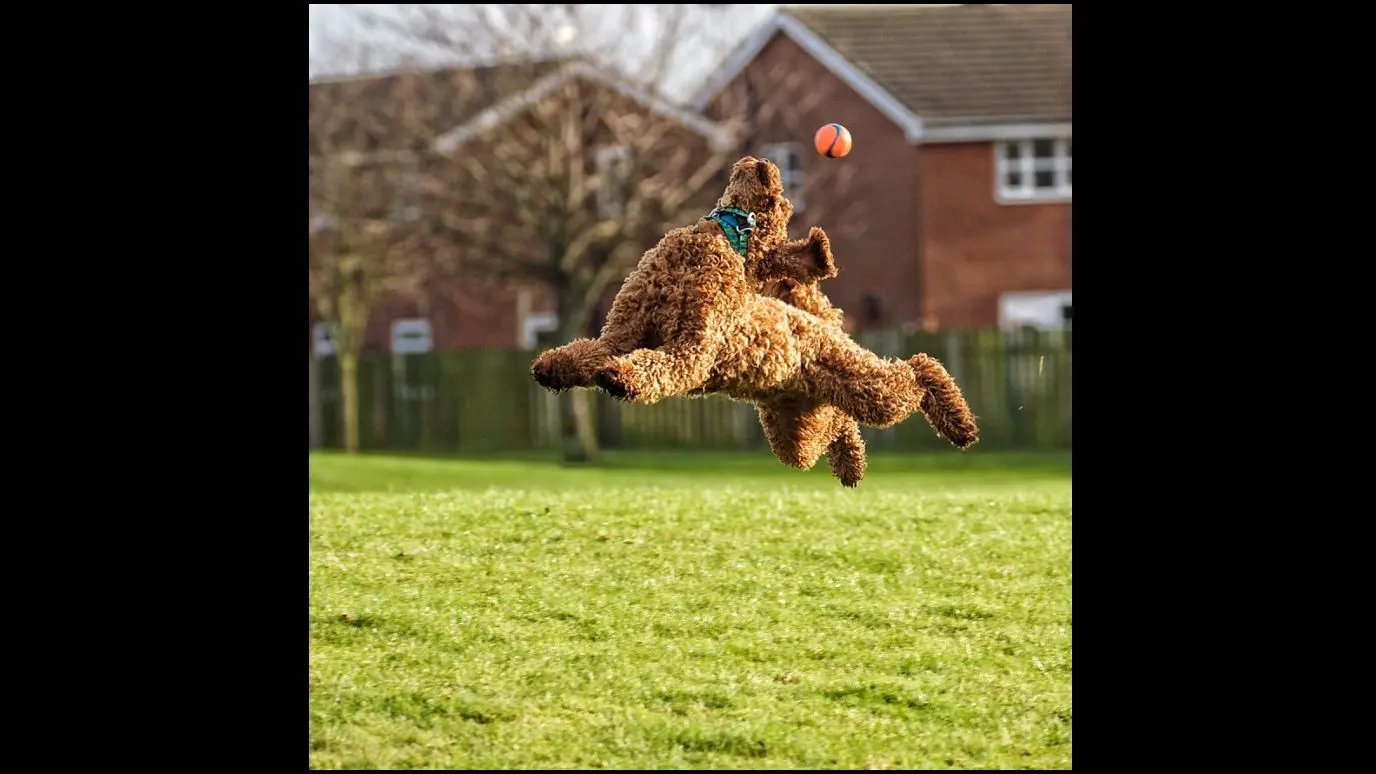 Ein Foto der Kategorie „hochverdient“ von Gill Woodcock aus Chorley in Großbritannien. Der Titel: Den Blick auf den Ball halten. Er erzählt dazu: „Bumble legt sein Herz und seine Seele in alles, was er tut... es klappt nur nicht immer“.